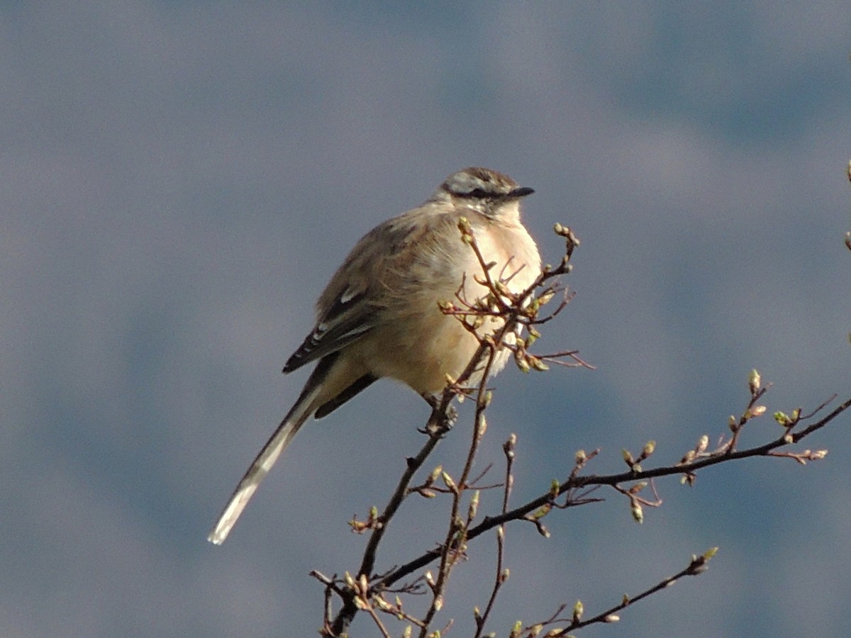Sinsonte Calandria - ML642224409