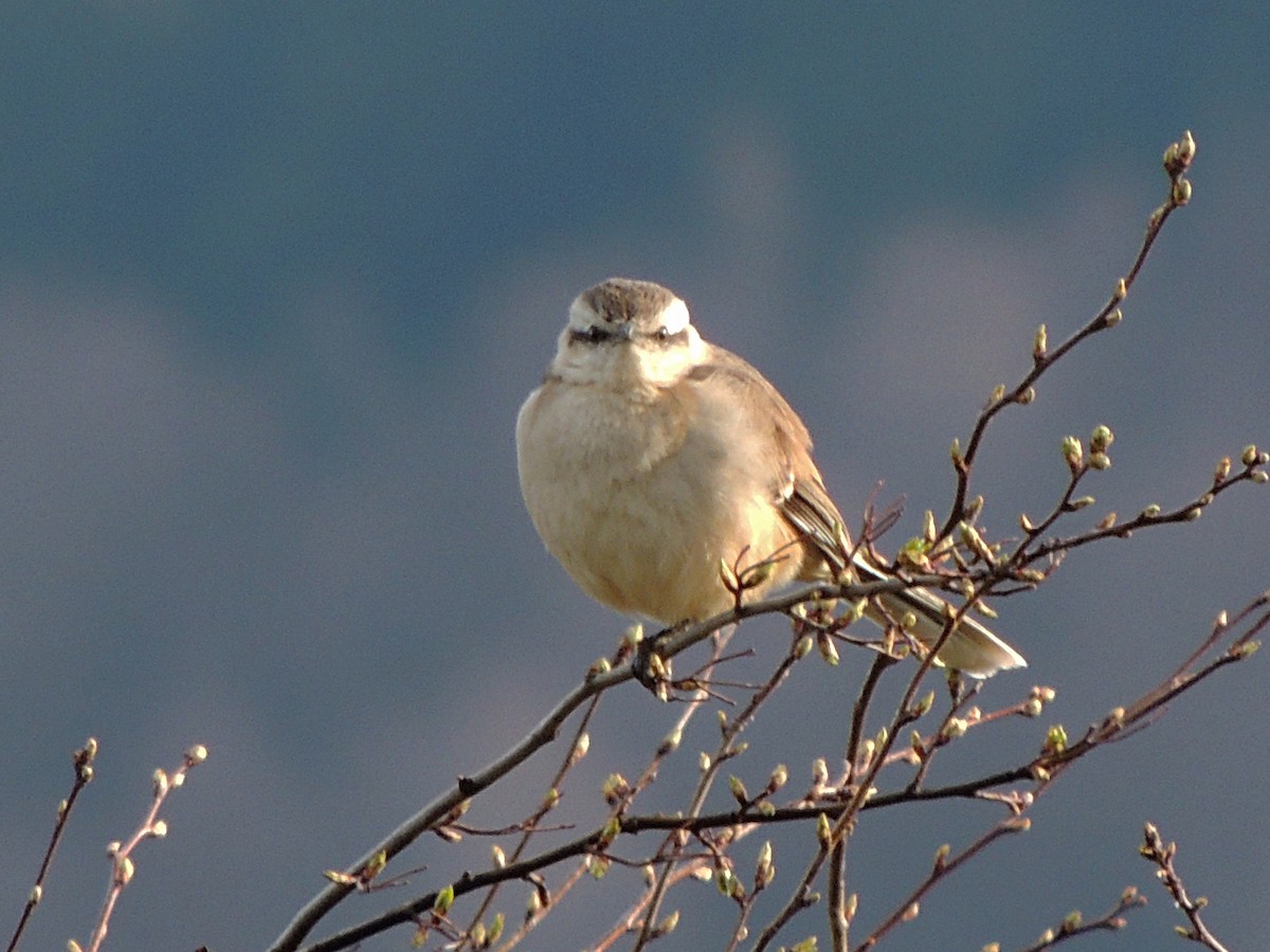 Sinsonte Calandria - ML642224411