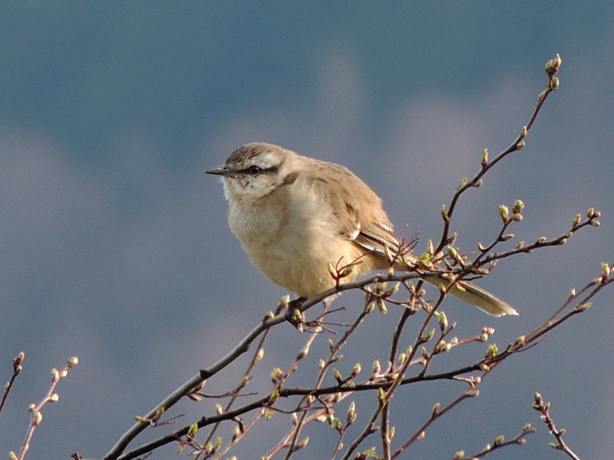 Sinsonte Calandria - ML642224412