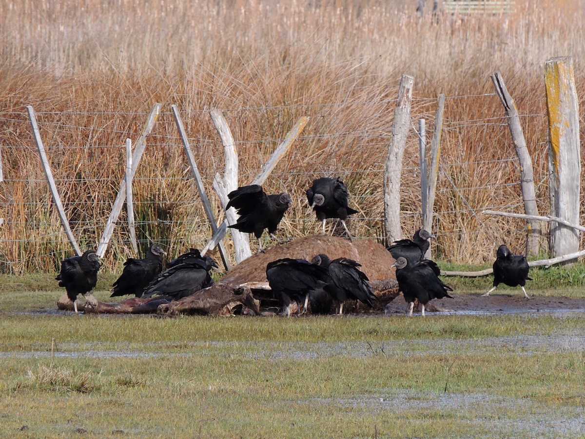 Black Vulture - ML642224473