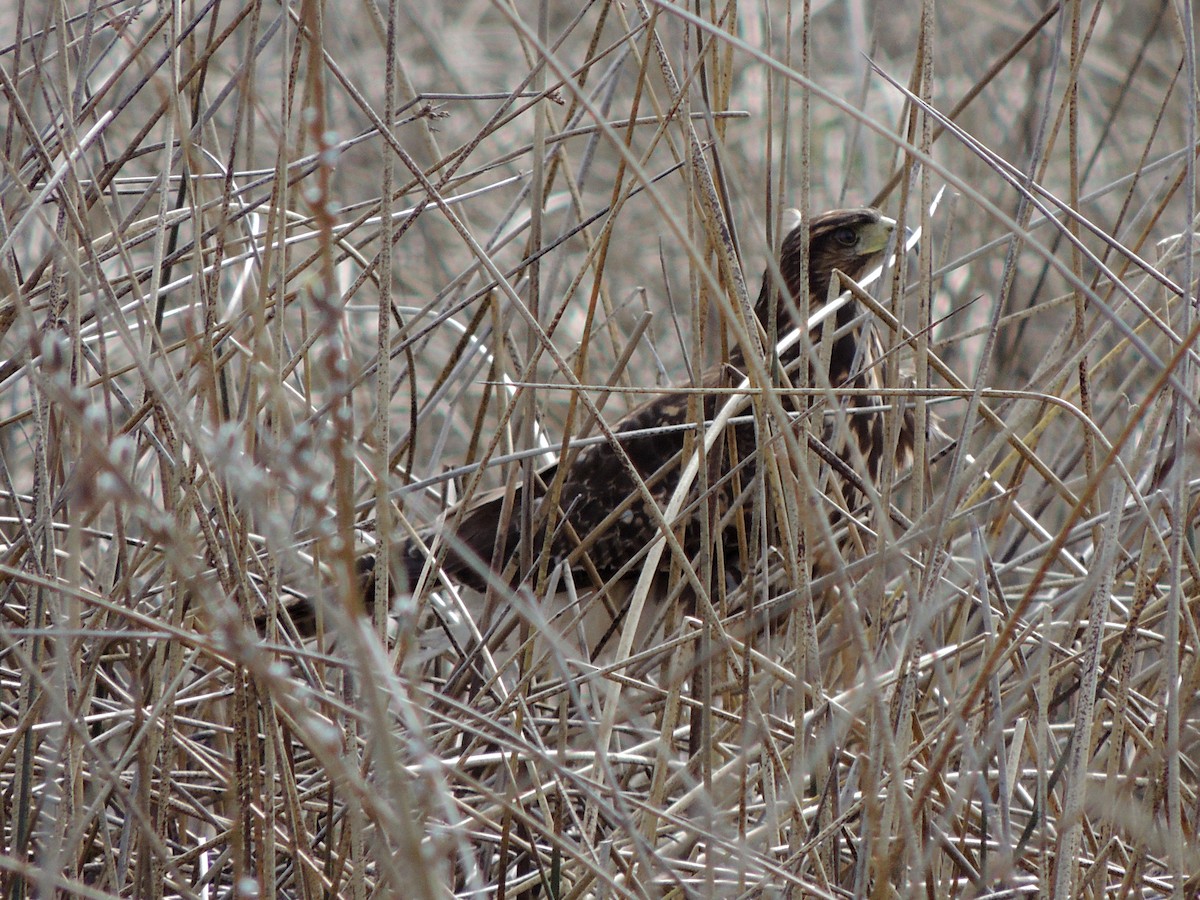 Harris's Hawk - ML642224478