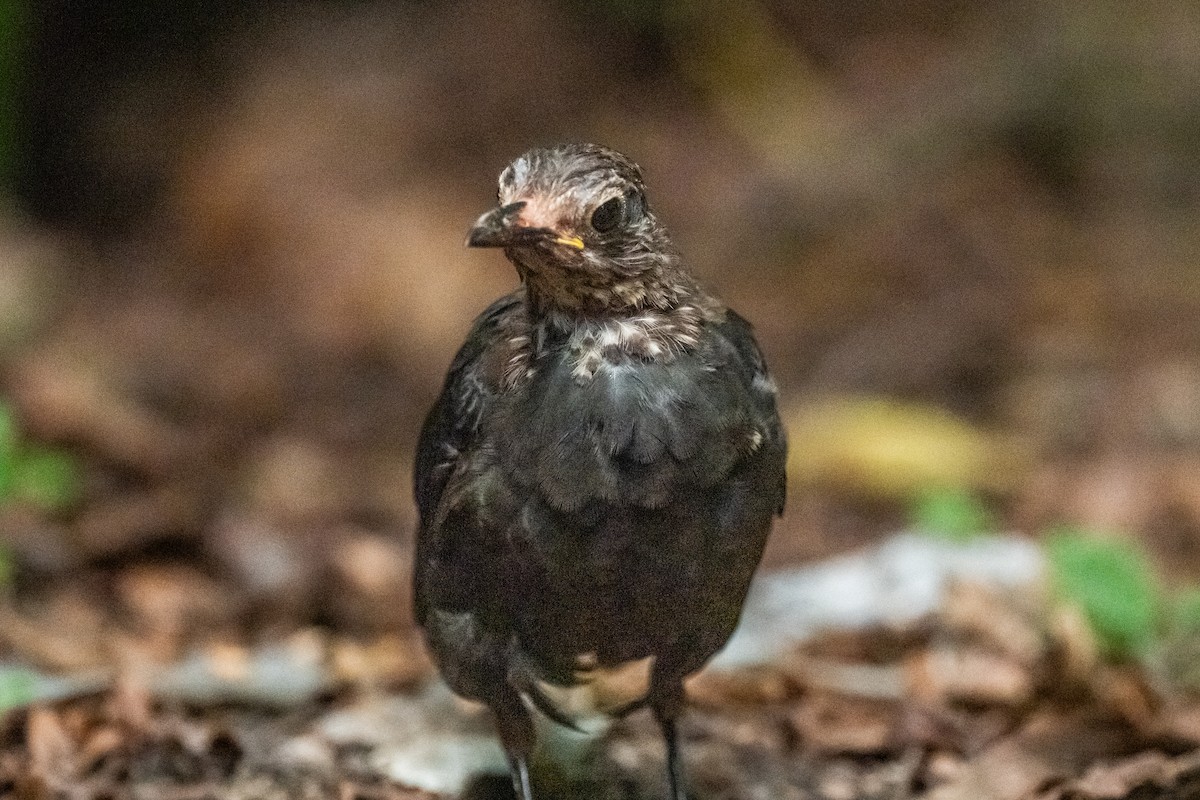 Chinese Blackbird - ML642224508