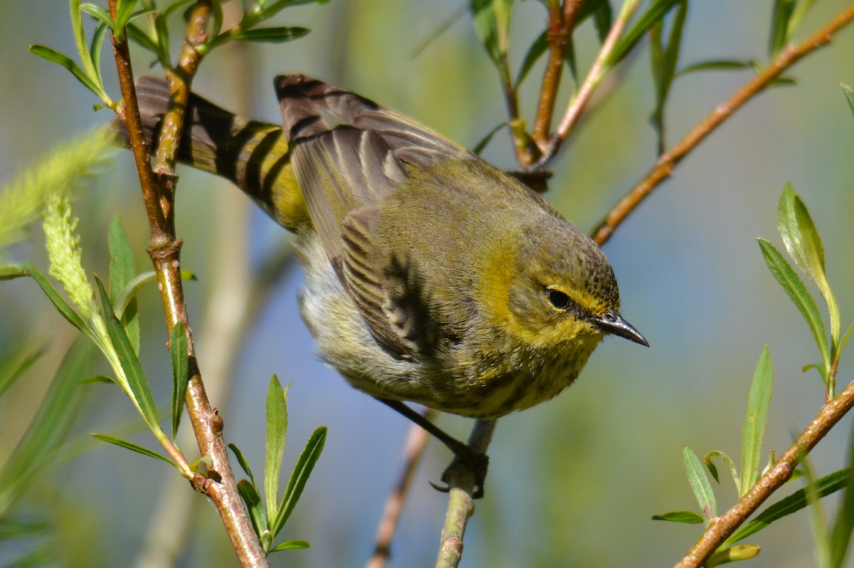 סבכון חום-לחי - ML642224512