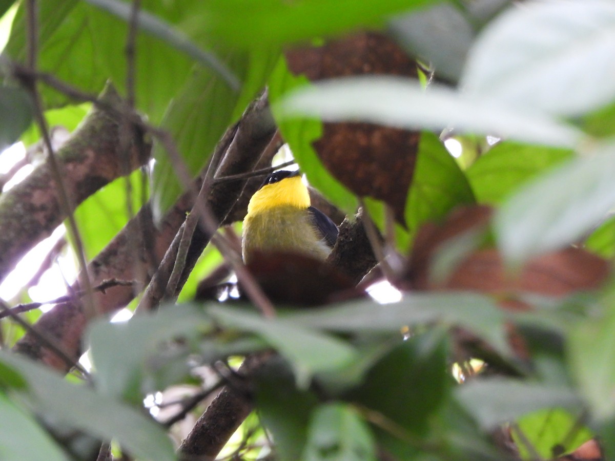 Golden-collared Manakin - ML642224583