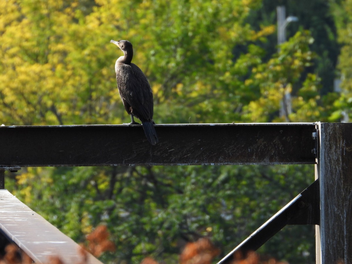 Double-crested Cormorant - ML642224586