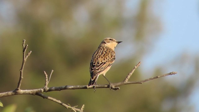 Whinchat - ML642224587