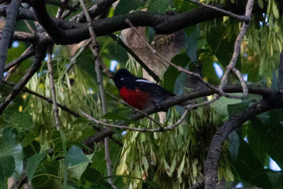 Painted Redstart - ML642224589