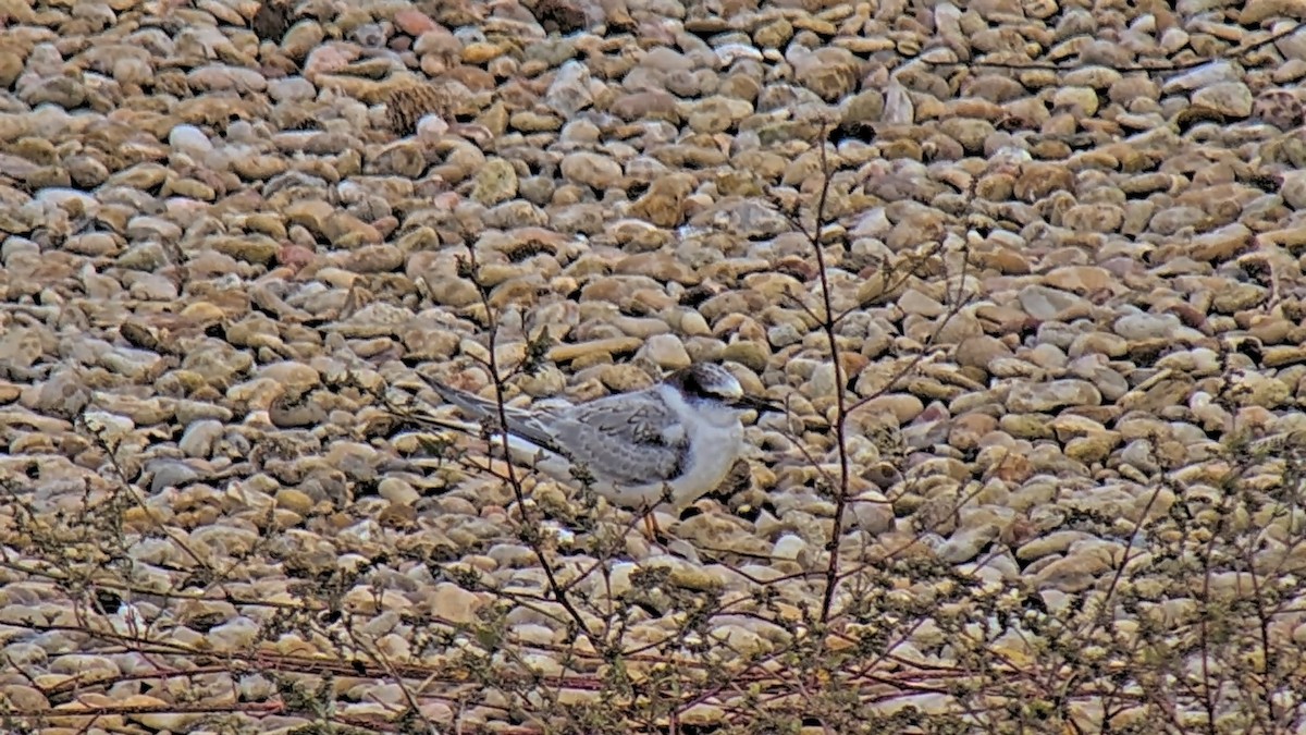 Little Tern - ML642224616