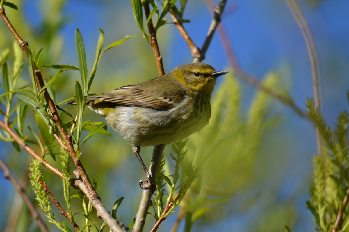סבכון חום-לחי - ML642224625