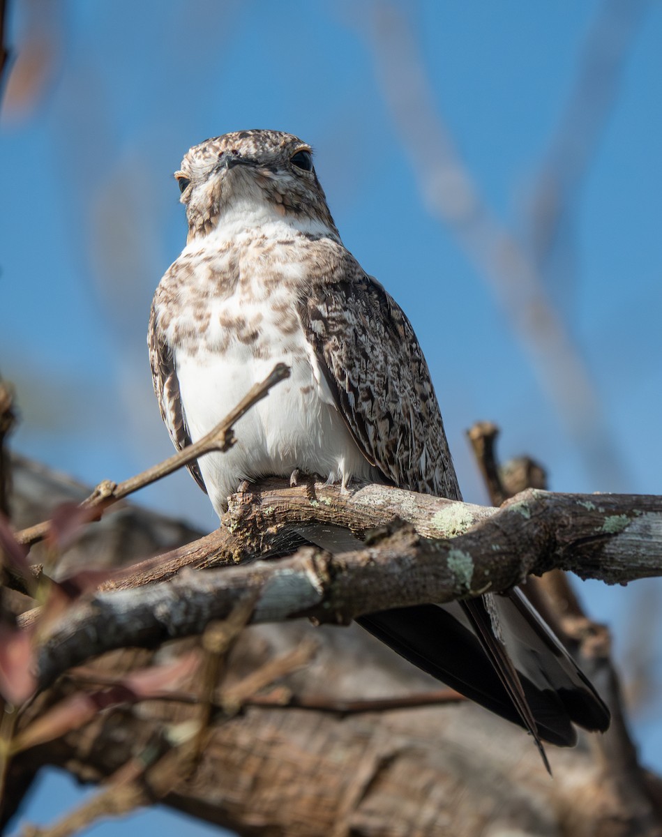 Sand-colored Nighthawk - ML642224637