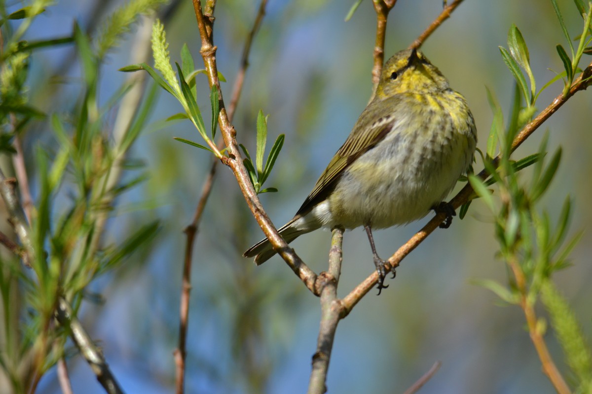 סבכון חום-לחי - ML642224652