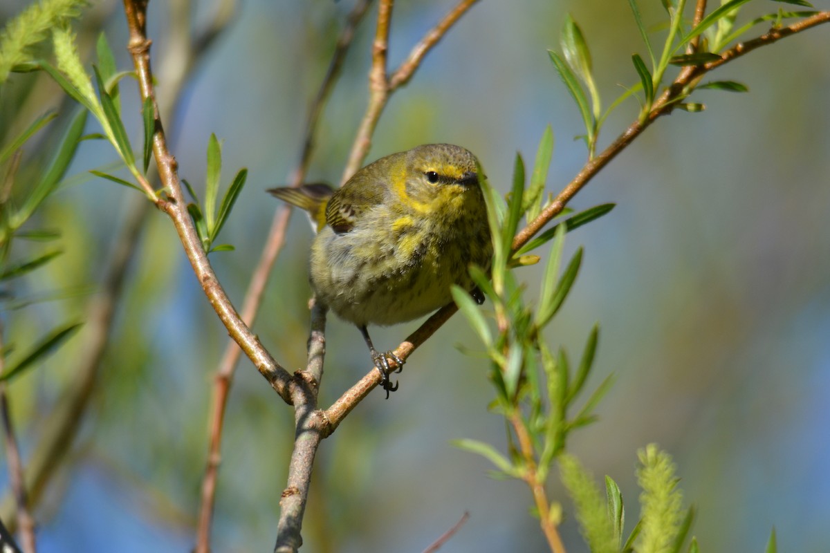סבכון חום-לחי - ML642224671