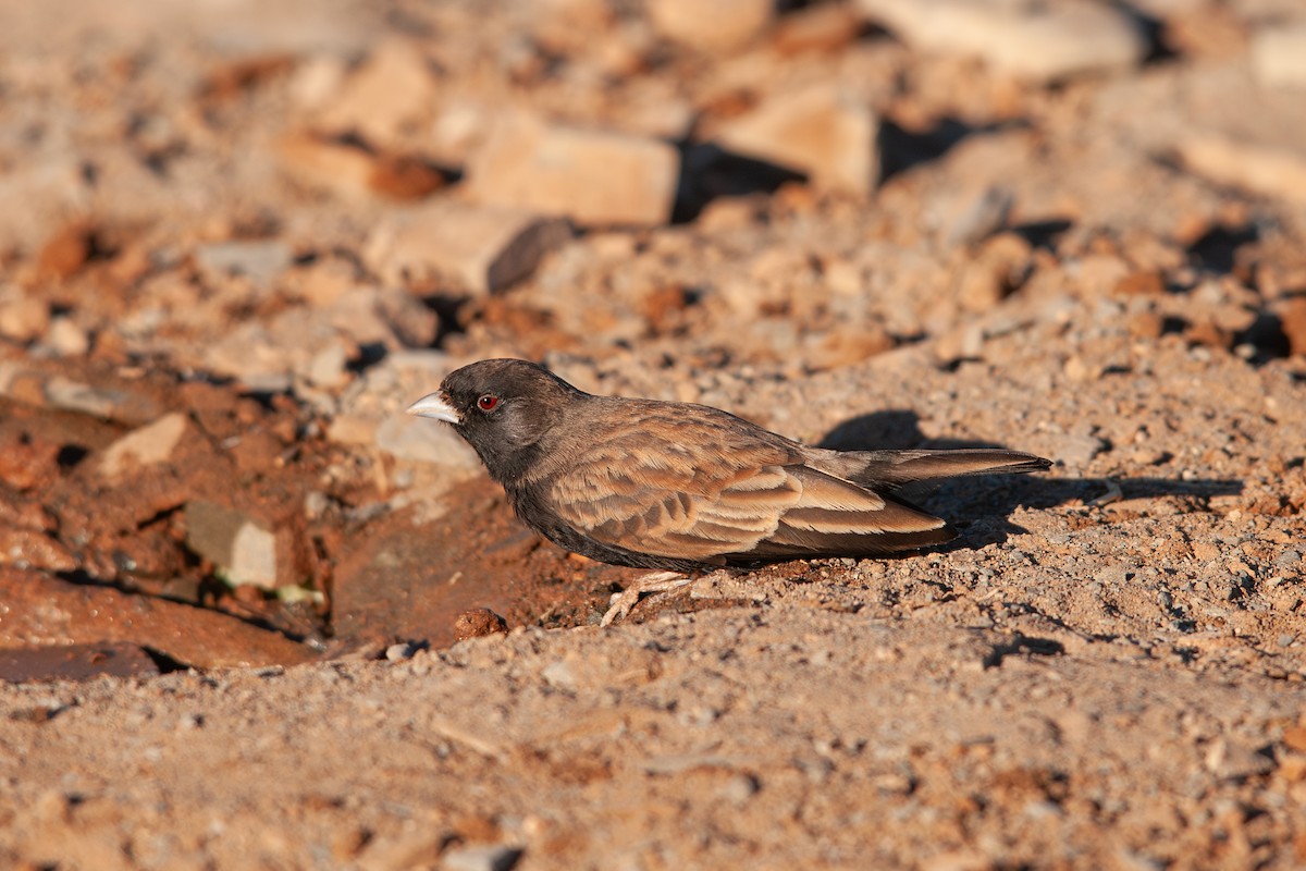 Black-eared Sparrow-Lark - ML642224677
