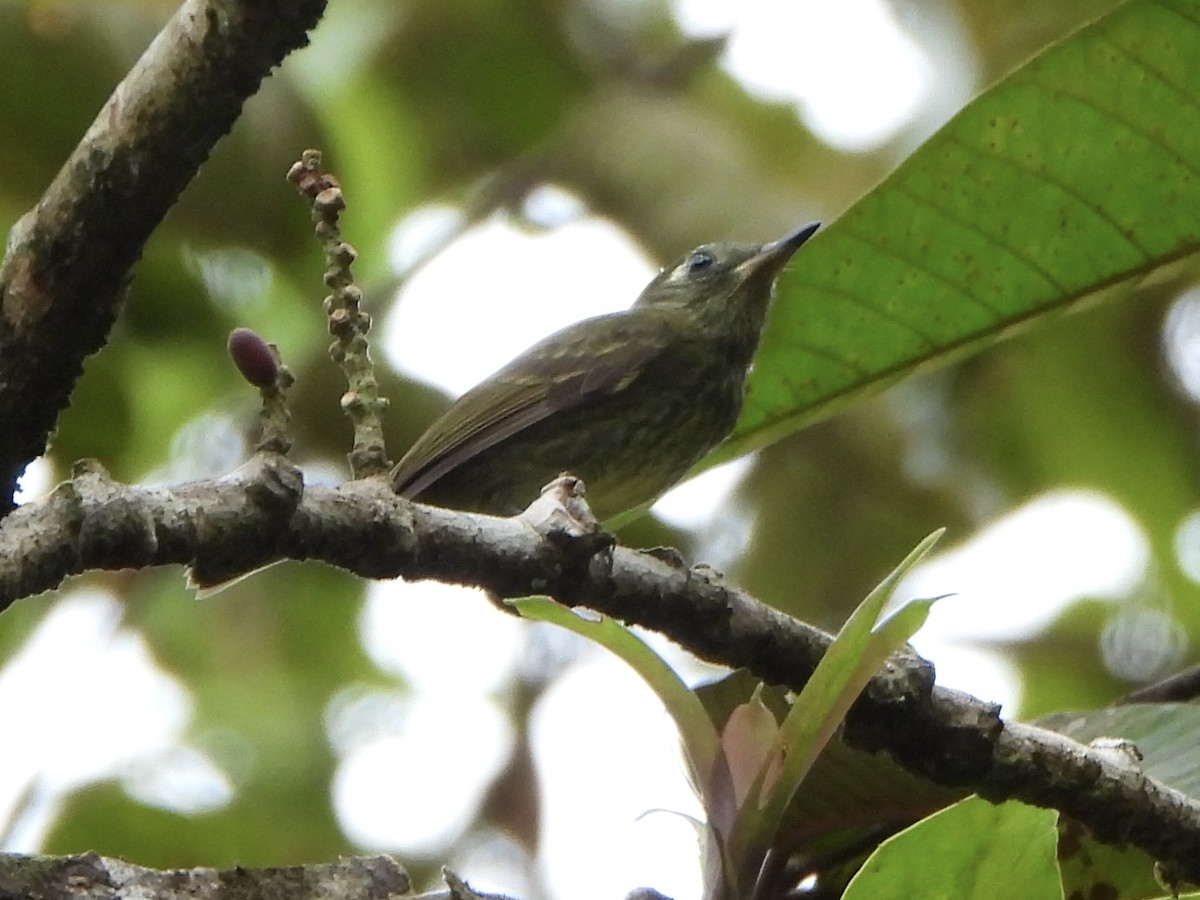 Olive-striped Flycatcher - ML642224680