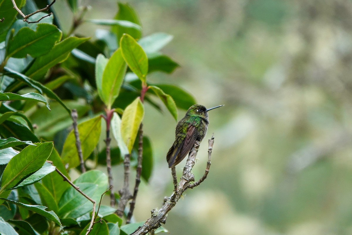 Tyrian Metaltail - ML642224738