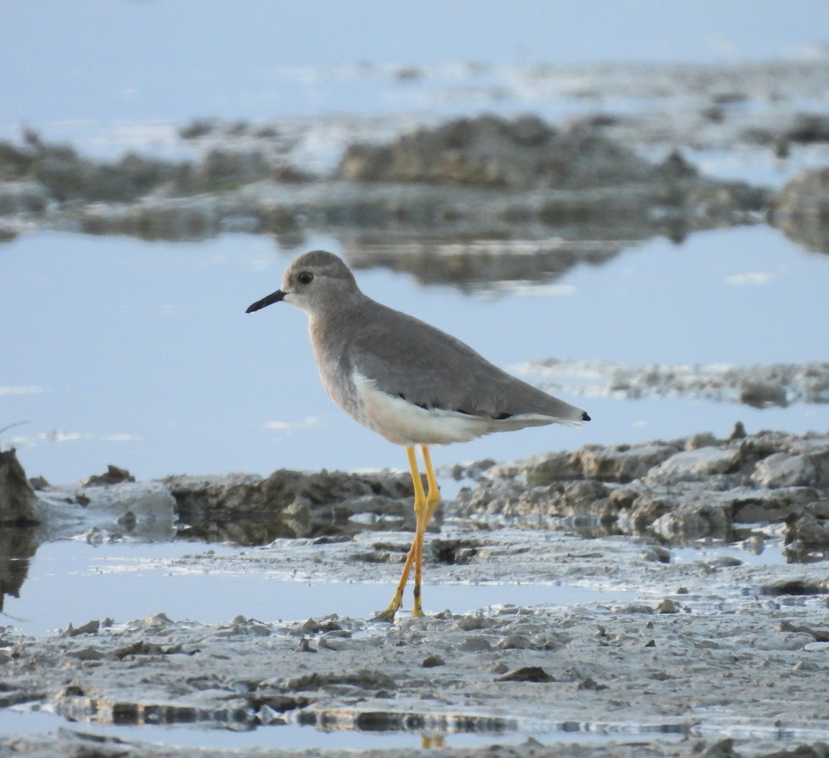 White-tailed Lapwing - ML642224739