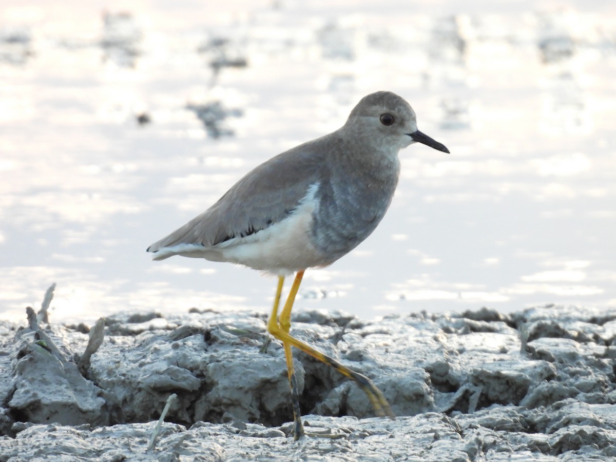 White-tailed Lapwing - ML642224740