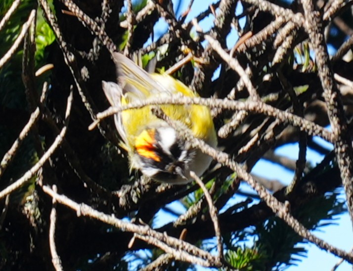 Flamecrest - ML642224750