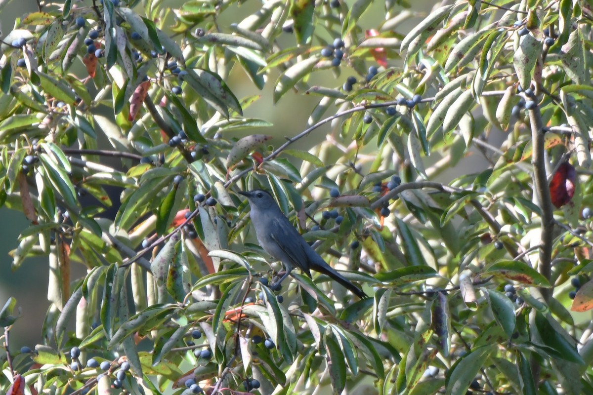 Gray Catbird - ML642224767