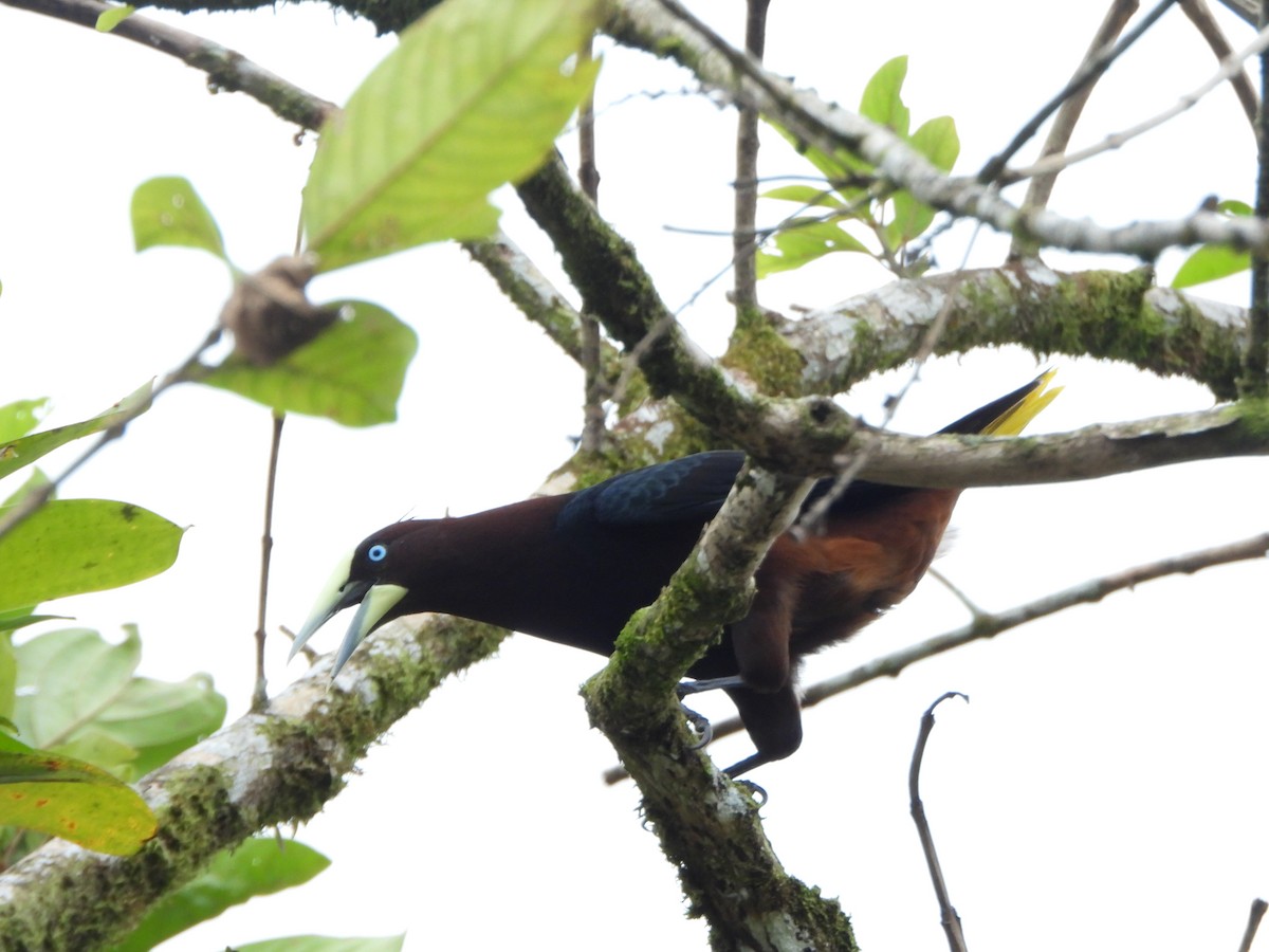 Chestnut-headed Oropendola - ML642224782