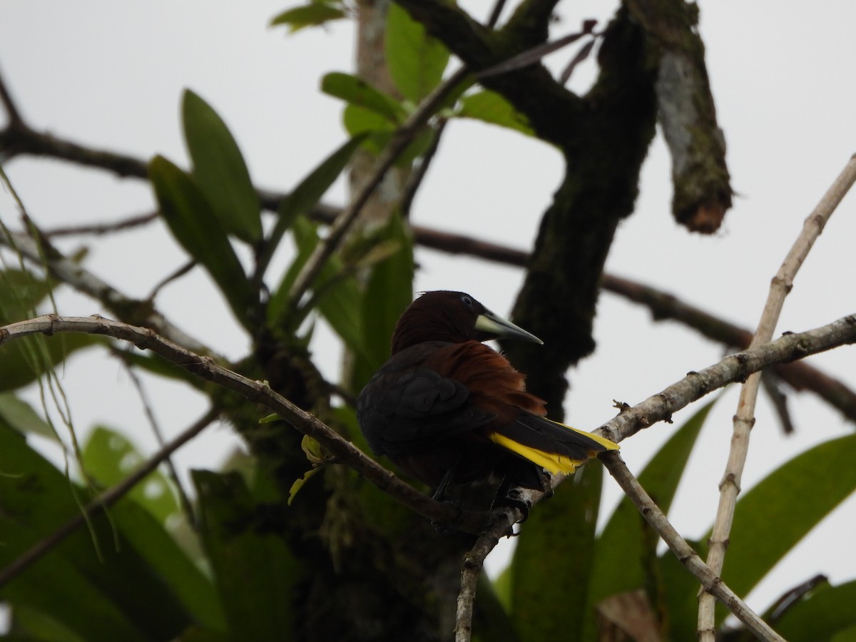 Chestnut-headed Oropendola - ML642224783