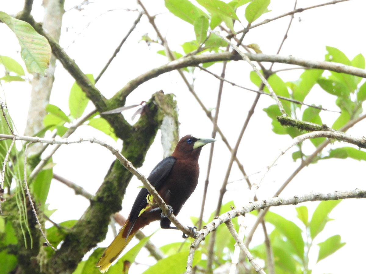 Chestnut-headed Oropendola - ML642224784