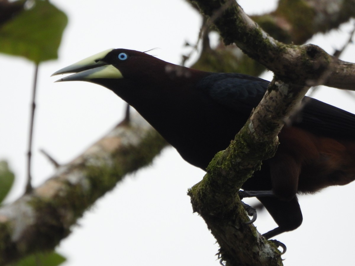 Chestnut-headed Oropendola - ML642224785