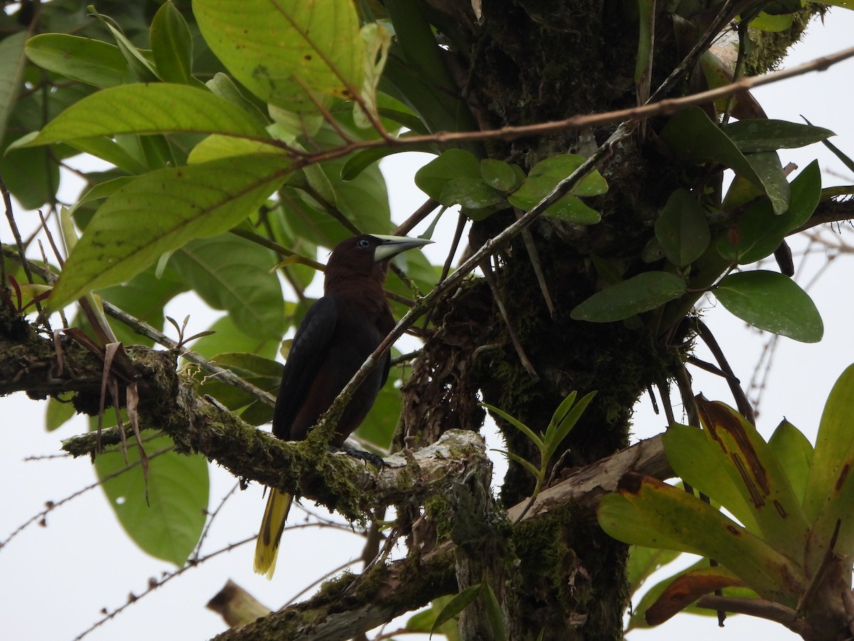 Chestnut-headed Oropendola - ML642224787