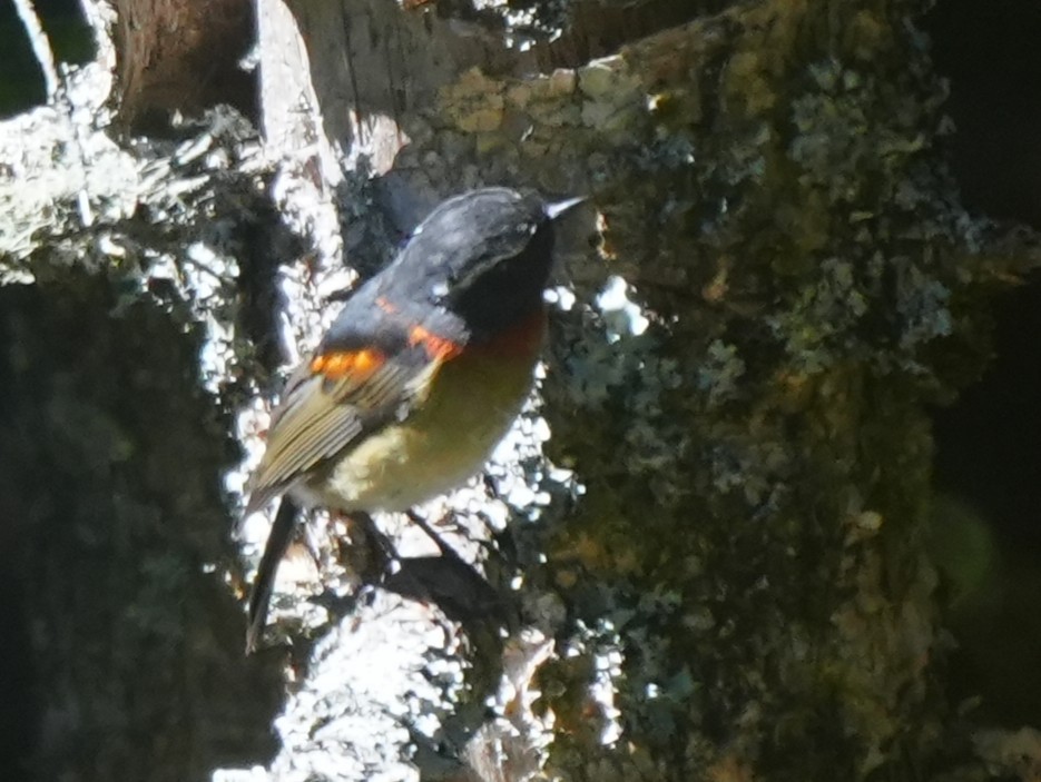 Collared Bush-Robin - ML642224792