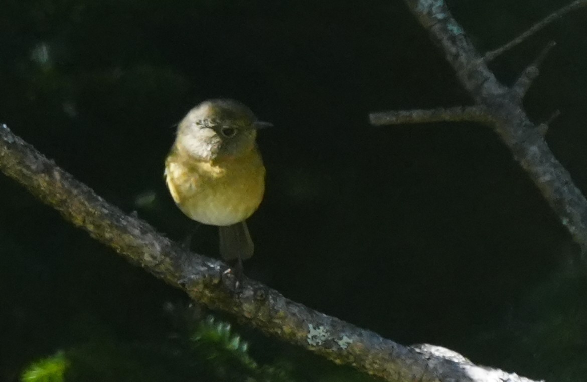 Collared Bush-Robin - ML642224793