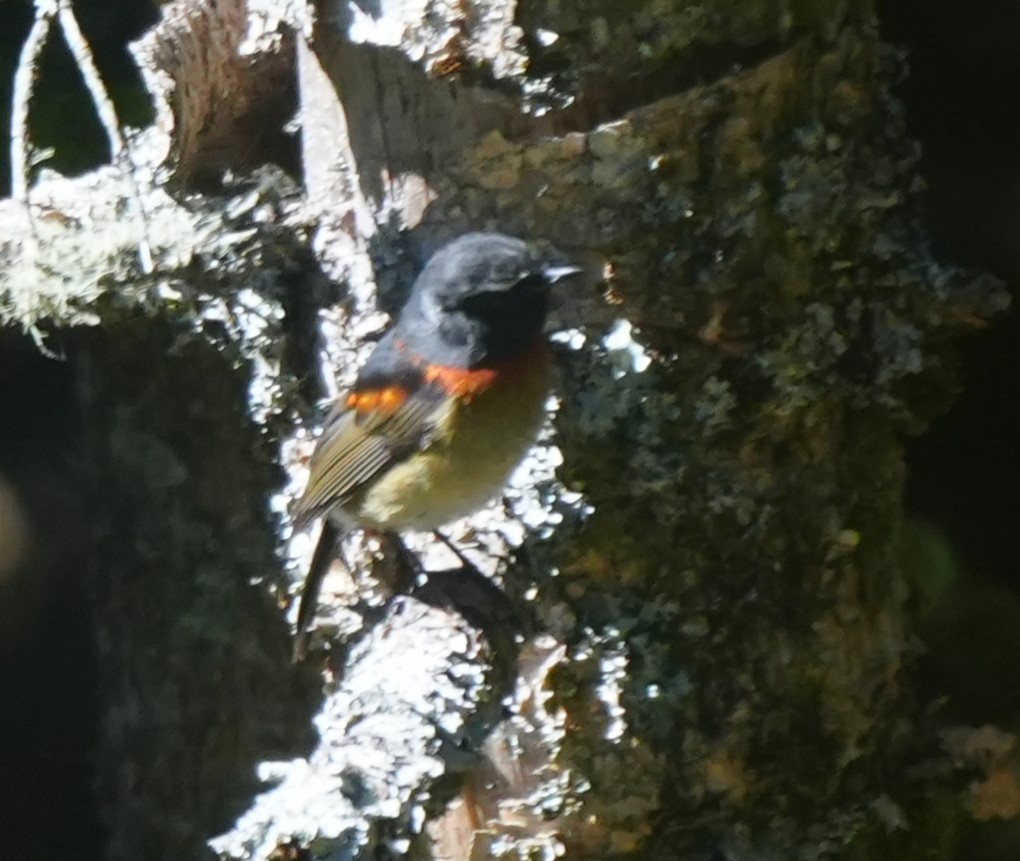 Collared Bush-Robin - ML642224794