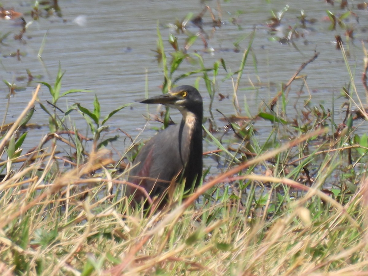 Rufous-bellied Heron - ML642224821