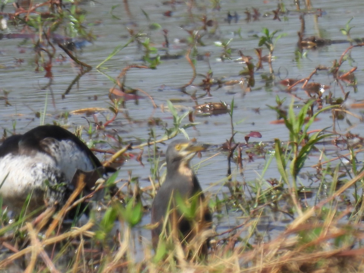 Rufous-bellied Heron - ML642224822
