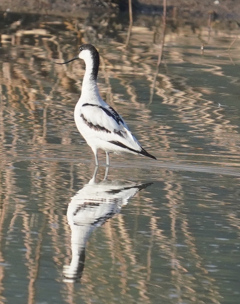 Pied Avocet - ML642224867