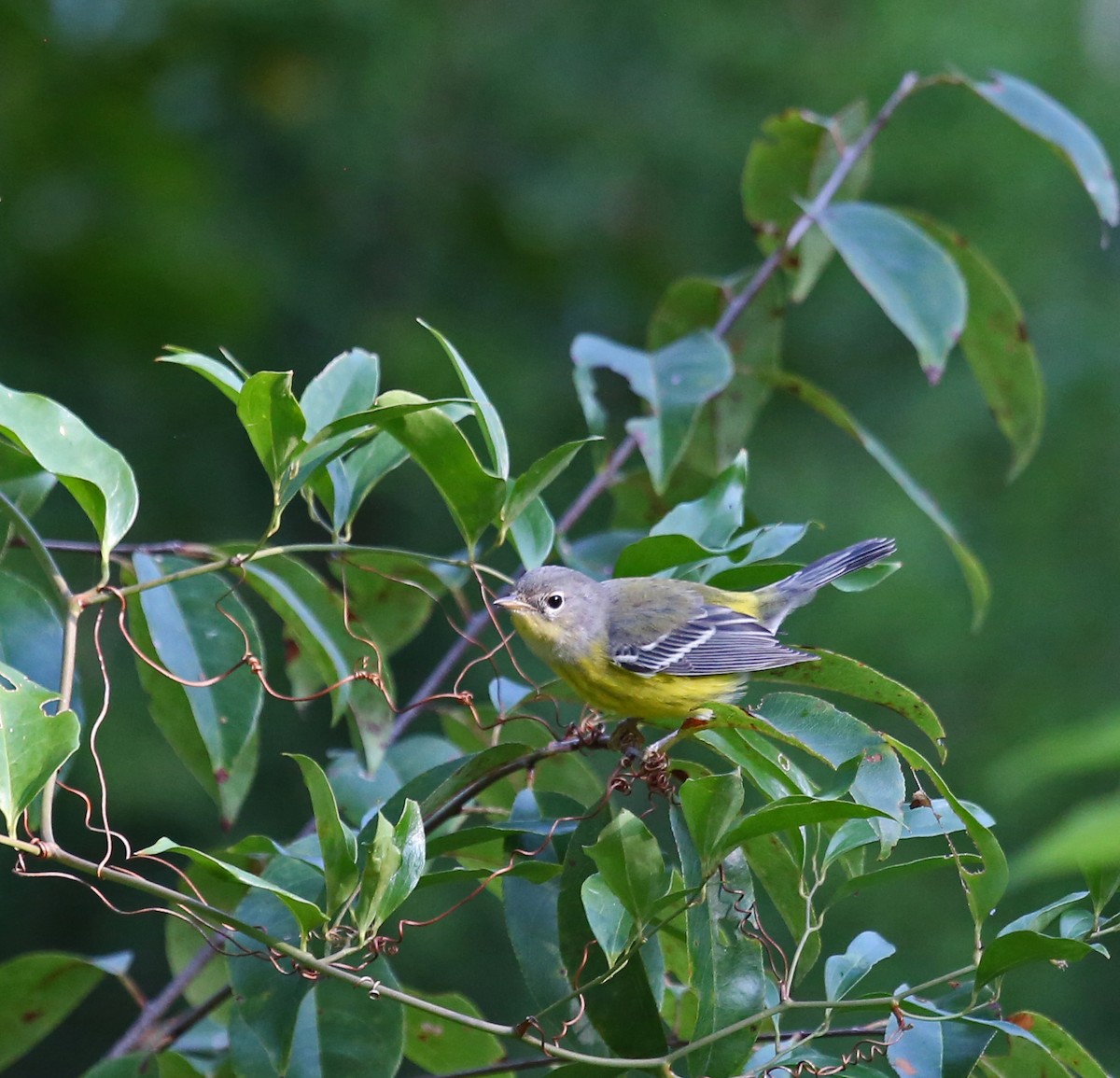 シロオビアメリカムシクイ - ML642224868