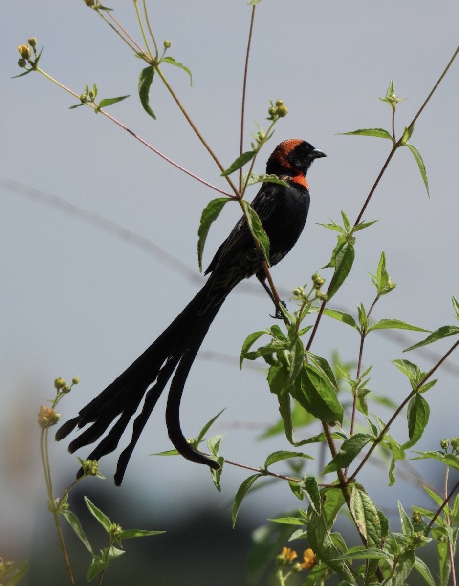 Red-cowled Widowbird - ML642224870