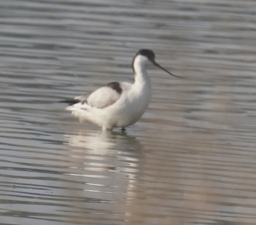 Pied Avocet - ML642224873