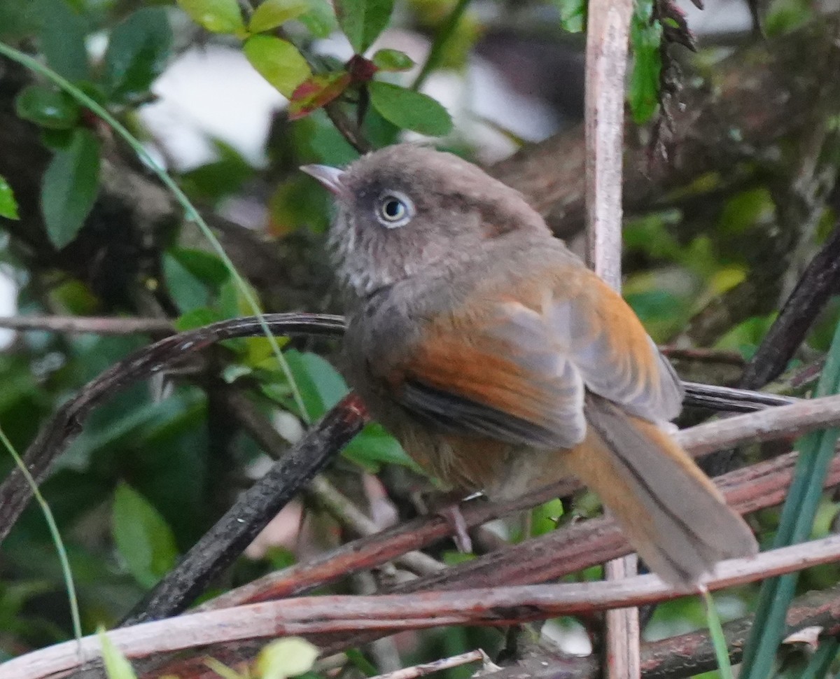 Taiwan Fulvetta - ML642224875