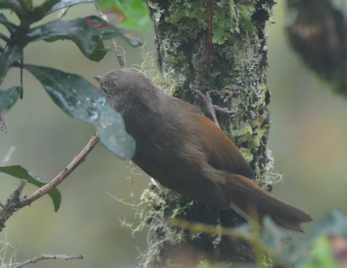 Taiwan Fulvetta - ML642224876