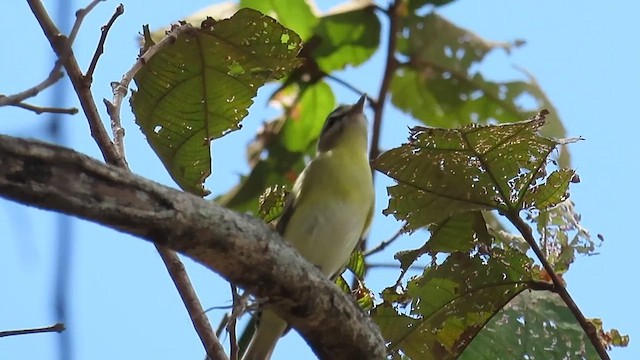 セアカモズモドキ - ML642224878