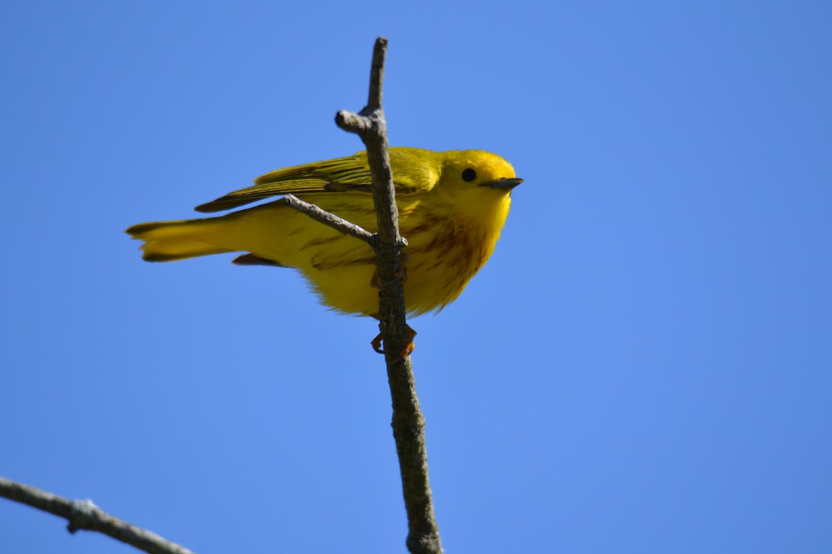 Northern Yellow Warbler - ML642224911