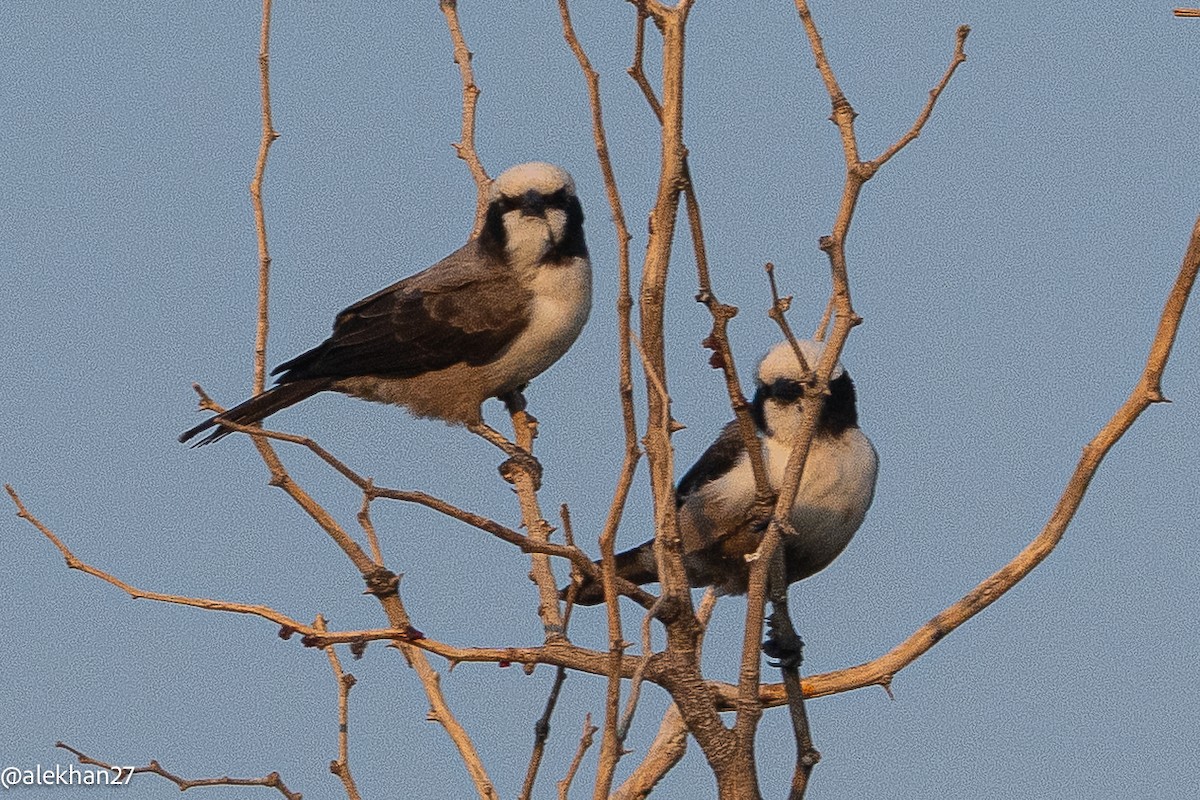 White-crowned Shrike - ML642224920