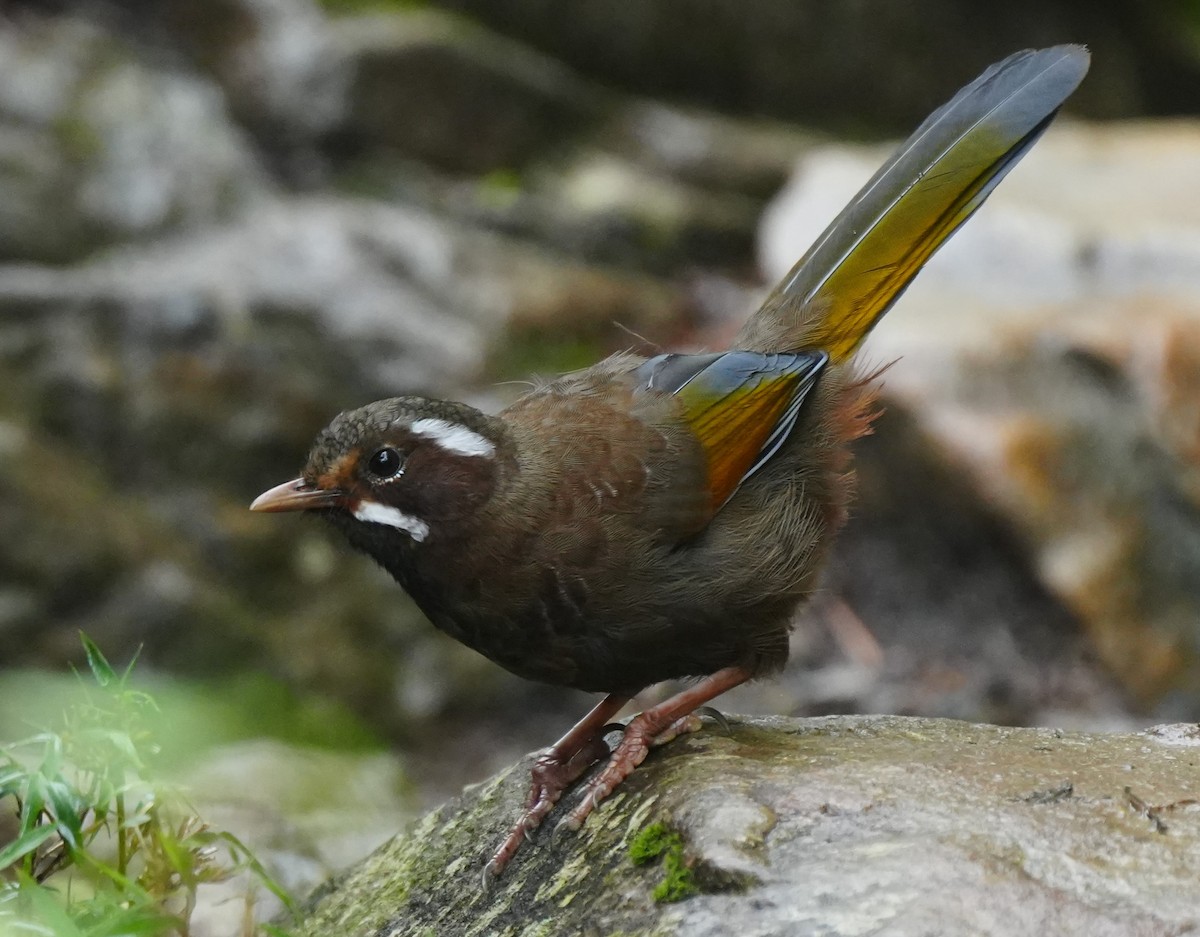 White-whiskered Laughingthrush - ML642224947