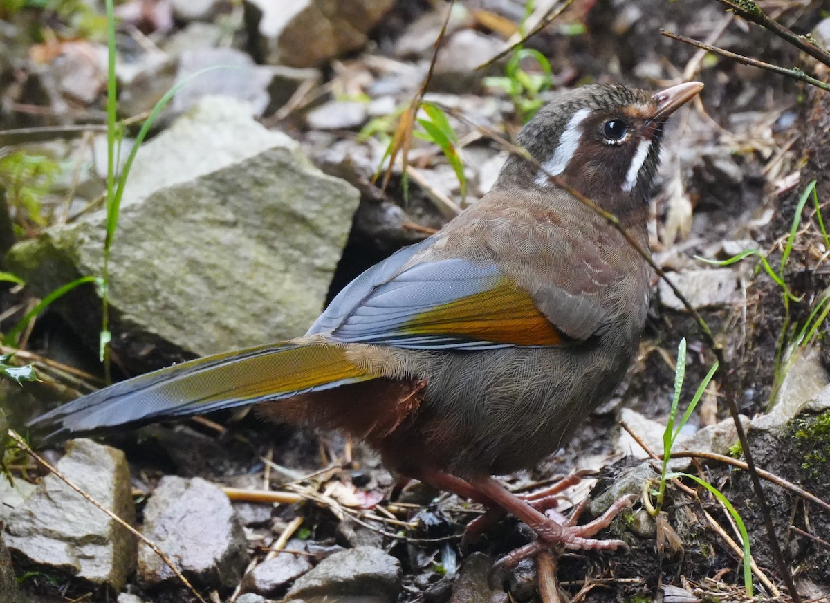 White-whiskered Laughingthrush - ML642224949
