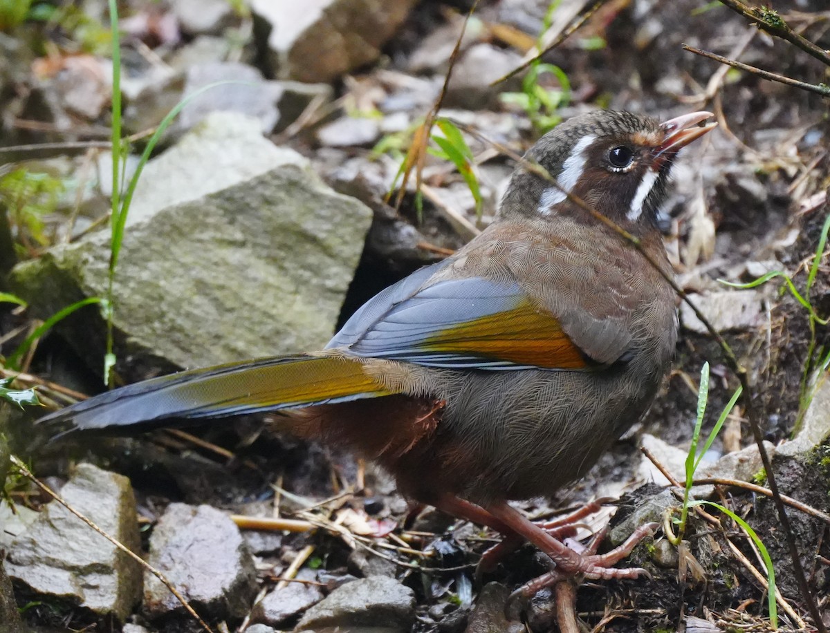 White-whiskered Laughingthrush - ML642224950