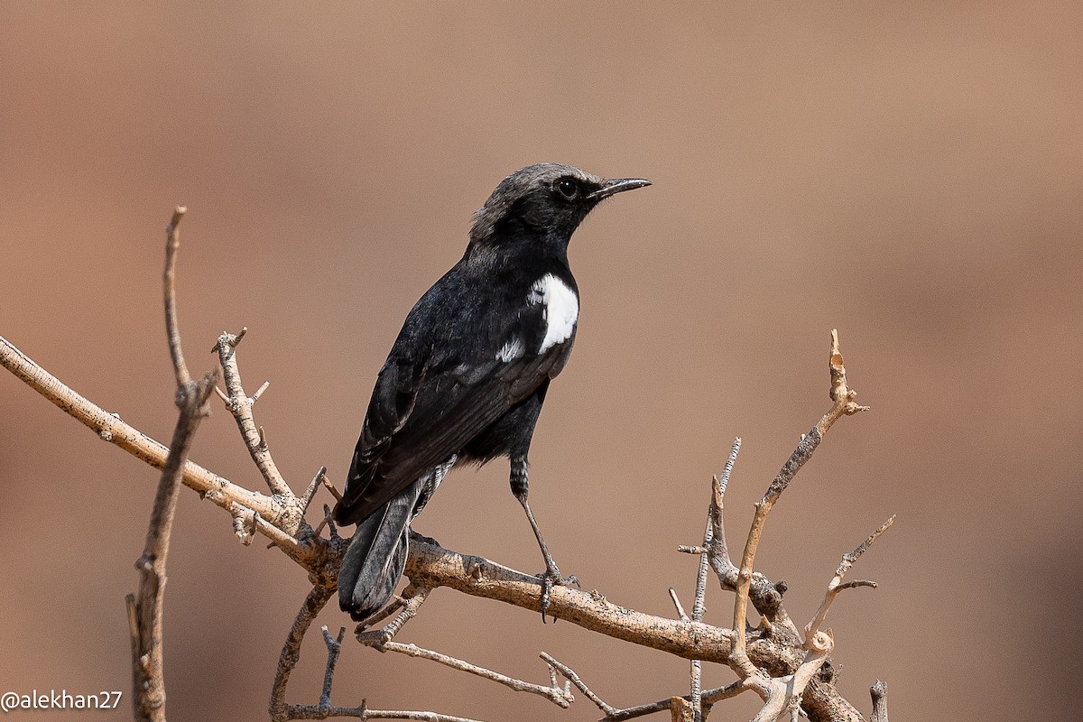 Mountain Chat - ML642224953