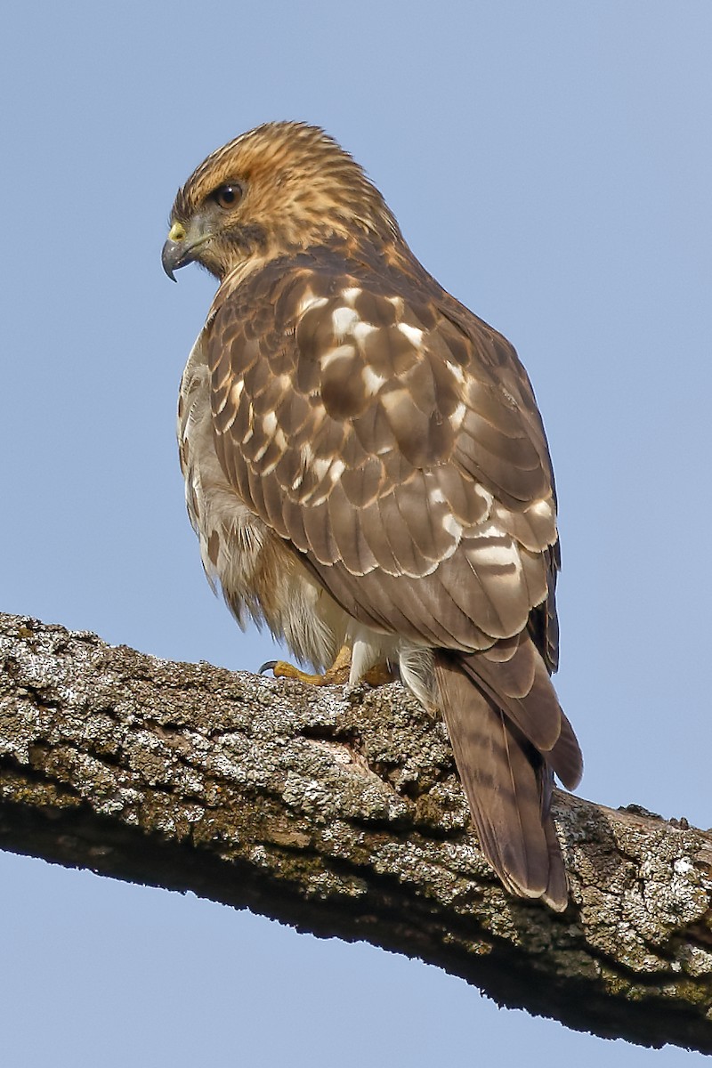 Broad-winged Hawk - ML642224954