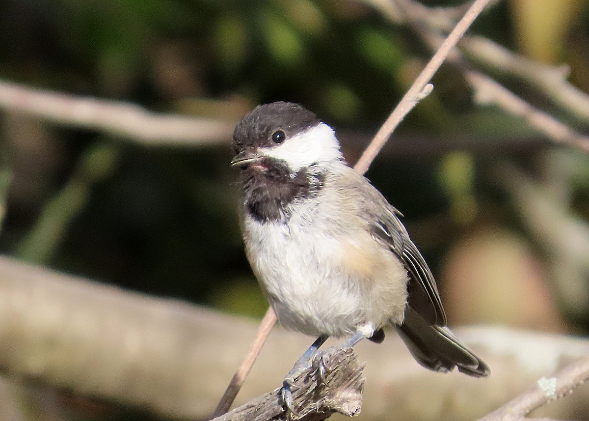 Black-capped Chickadee - ML642224962