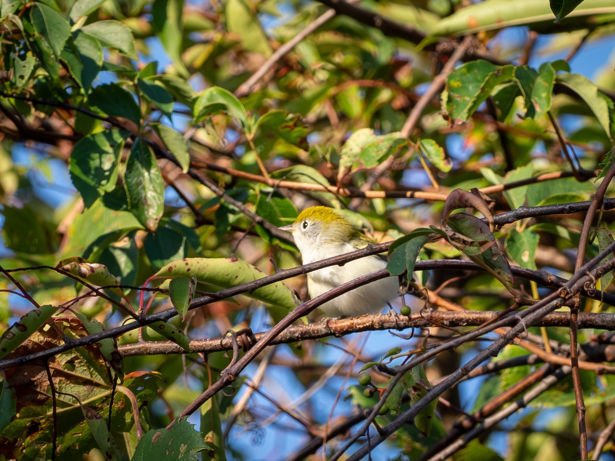 Chestnut-sided Warbler - ML642224971