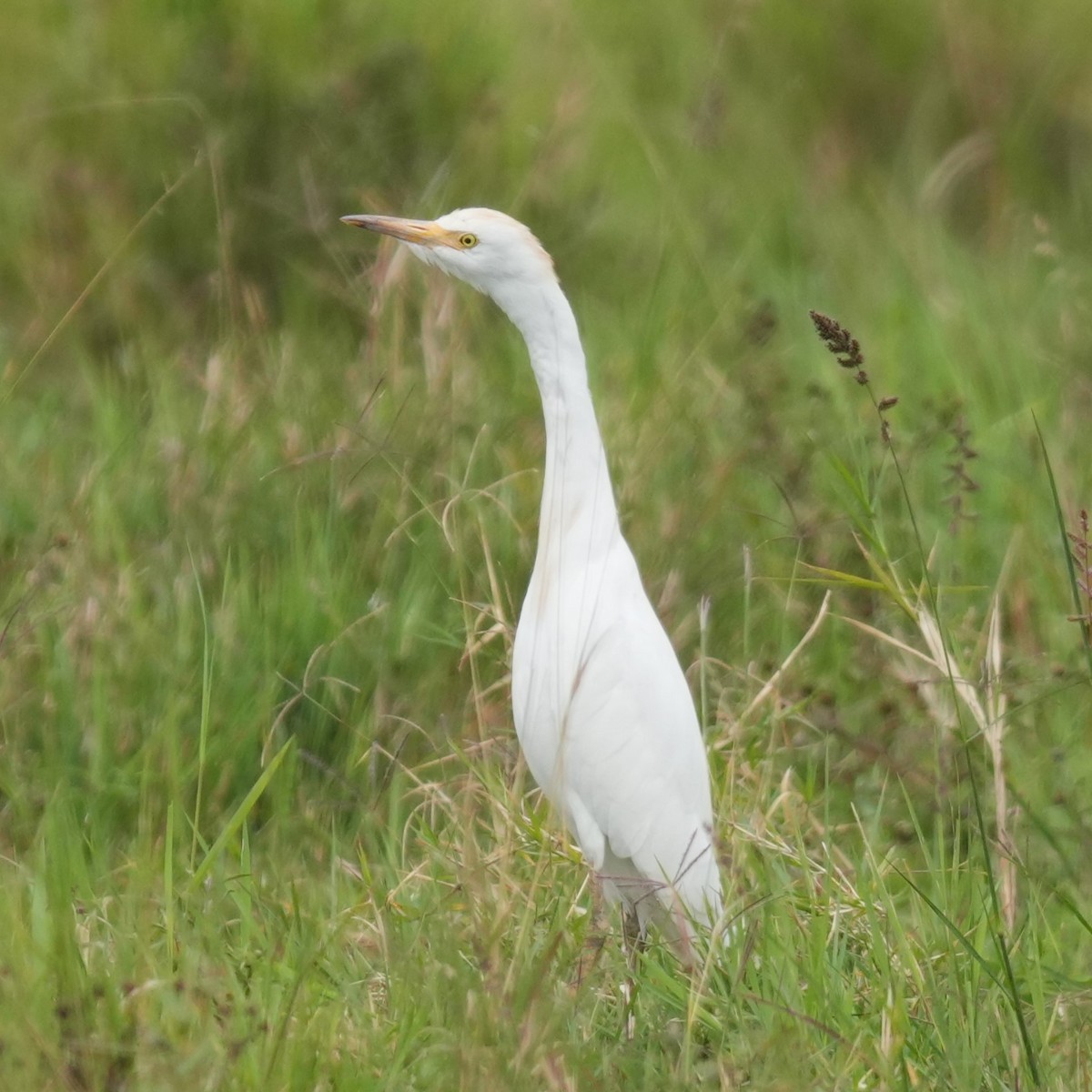 Yellow-billed Egret - ML642224973